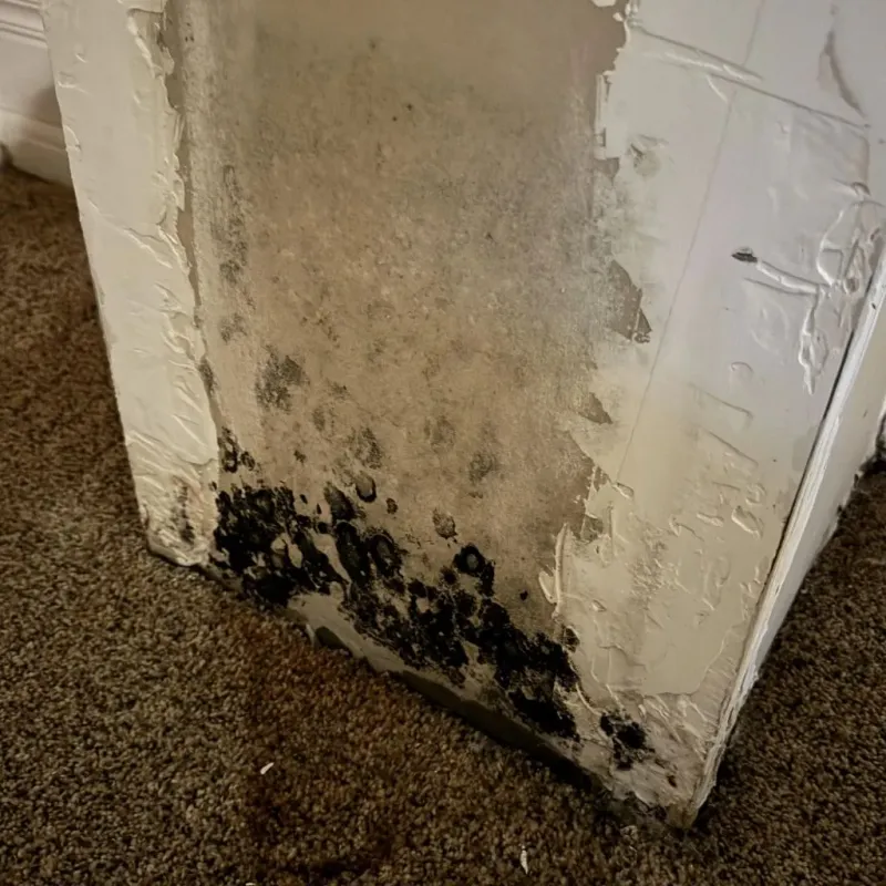 Professional Mold Removal in Woodhaven, MI